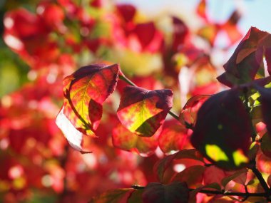Kanatlı Euonymus Yanan Çalı 'nın kırmızı yaprakları
