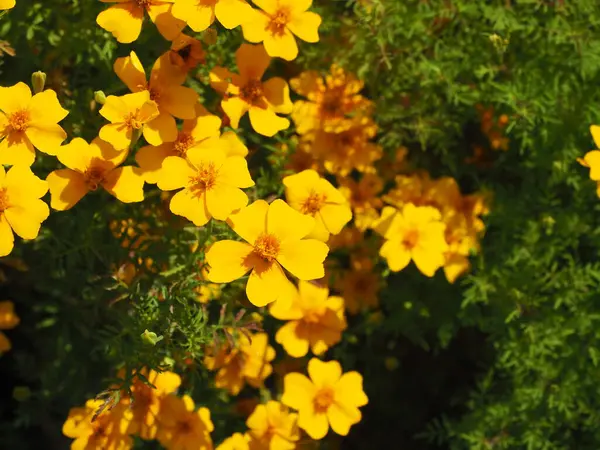 Желтые Цветы Мэриголд Осеннем Саду — стоковое фото