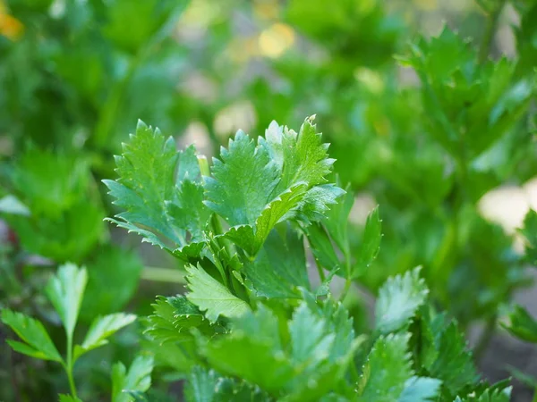 Pabrik Pekarangan Kebun Levisticum Officinale — Stok Foto