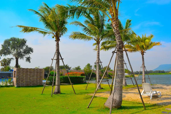 Hindistan cevizi ağacı rüzgarda duruyor.