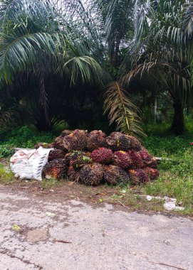 Küçük bir yol kenarındaki hasattan sonra palmiye yağı meyvesinin taze meyveleri (FFB)