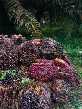 Yerel halkın ürünlerini topladıktan sonra taze meyve tohumu (FFB)