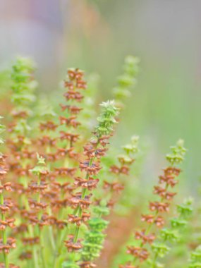 Artistik duvar kağıdı veya arkaplan için bulanık bir arkaplan üzerinde hafifçe bulanık fesleğen dalı