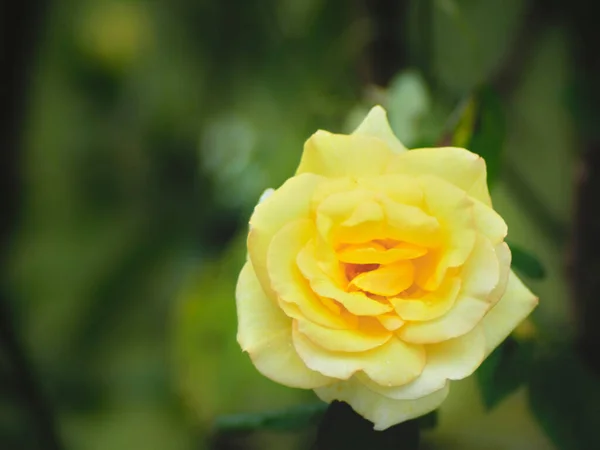 Widok Przodu Żółtej Róży Umieszczony Prawym Dolnym Rogu Obrazu Rozmytym — Zdjęcie stockowe