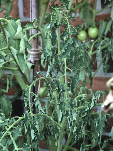 tomato plant withered by heat and drought