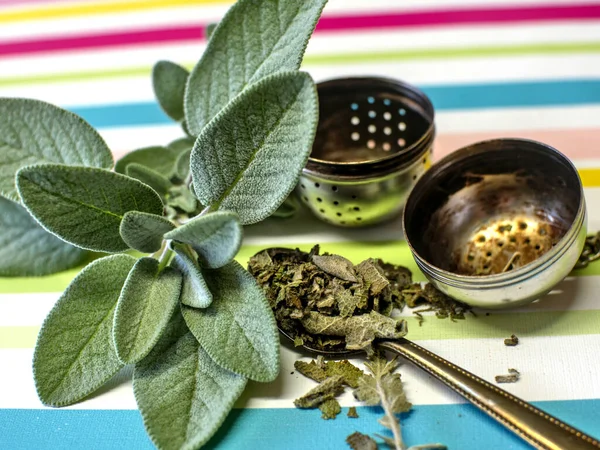 Renkli bir arkaplanda adaçayı karışımı hazırlama unsurları. Bir dal taze adaçayı, kurutulmuş adaçayı dolu bir çay kaşığı, bir çay topu ve bir kupa su..