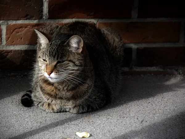 Gato Tabby Europeo Yace Misteriosamente Suelo Efecto Luz Sombra — Foto de Stock
