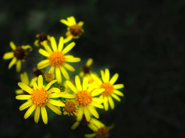 Doğal arka plan, dallarında koyu ve bulanık arka planda sarı çiçeklerden oluşuyordu..