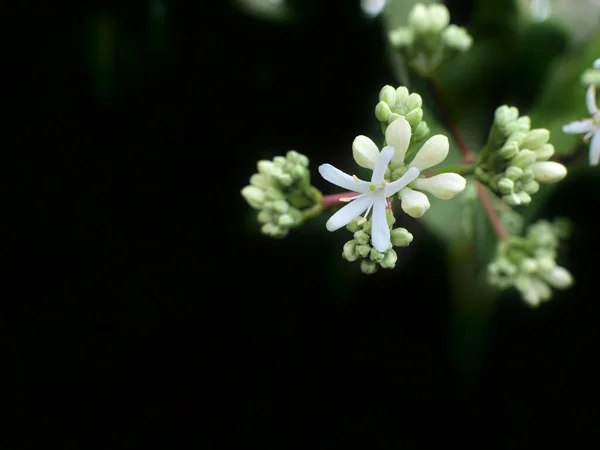 暗褐色で背景がぼんやりとした枝先にヘプタコジウム ミコニオイドの花で構成される自然背景 — ストック写真