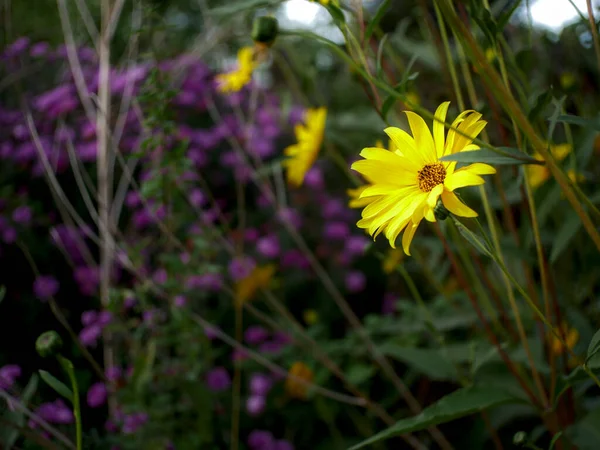 Fondo Natural Compuesto Por Una Flor Helianthus Amarilla Sus Ramas —  Fotos de Stock