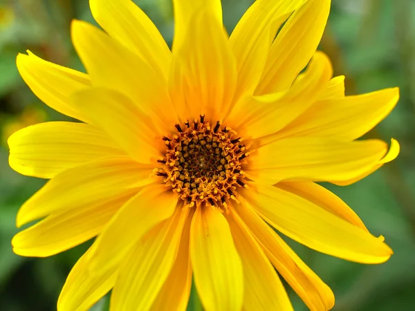 Primer Plano Una Flor Amarilla Helianthus Centro Lleno Para Fondo —  Fotos de Stock