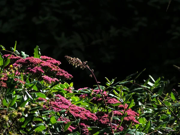 Natural Background Sedum Spectabilis Flower Lower Left Corner Dark Background — Stock Photo, Image