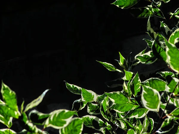 山核桃叶的自然背景在下部 黑暗背景 — 图库照片