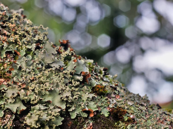 Fond Vert Naturel Avec Mousse Lichen Sur Branche Couleurs Automne — Photo