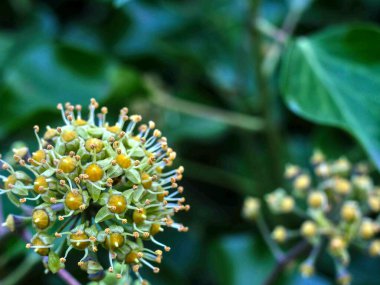 Sarmaşık çiçeği yakın planda. Bulanık arkaplan.