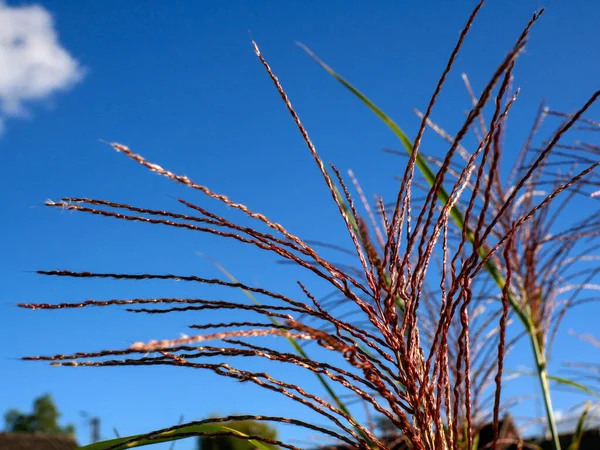 草の花のクローズアップ ミカンサス シンエンシス ゼブリヌス 青い空の背景に — ストック写真
