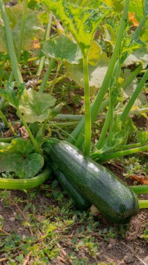 Yerde yetişen yeşil uzun kabak, doğal toprak, ekolojik tarım, doğal gıda, kentsel bahçe.