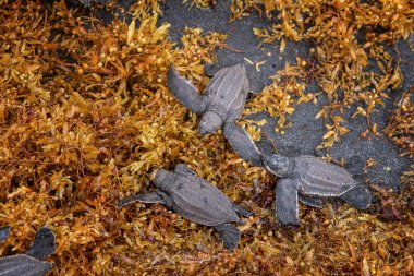 Sargasso ile kaplı kumlu bir plajda küçük Leatherback kaplumbağa yavruları Atlantik Okyanusu 'na girmeye çalışıyor. Dominica.