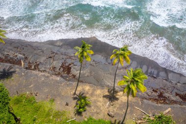Hindistan cevizi palmiyeleri, Atlantik Karayipleri sahilleri, Sargassum otları, Dominica.