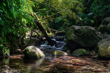Dominica, Batı Hint Adaları tropikal ormanlarında bir dere