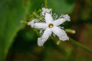 Yılan kabağı çiçeği ve yaprakları, Dominica