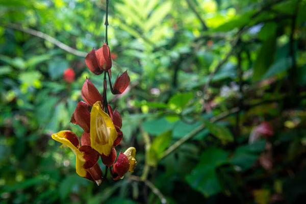 Dominica Batı Hint Adaları Ndaki Tropikal Ormanda Thunbergia Çiçek Açtı — Stok fotoğraf