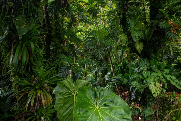 Dominica Daki Yemyeşil Orman Batı Hint Adaları — Stok fotoğraf