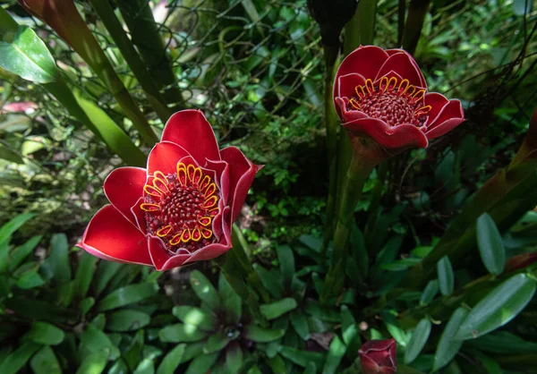 Κόκκινο Φακό Tulip Τζίντζερ Μικρότερη Και Θεαματική Είδος Δάδα Κρίνο — Φωτογραφία Αρχείου