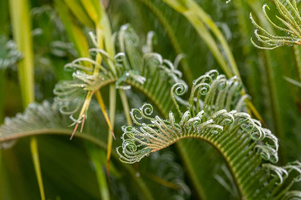 Unga Blad Sago Palm Efter Regn Med Droppar — Stockfoto