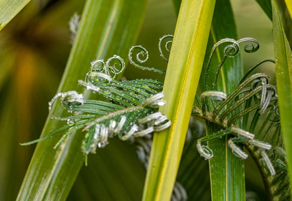 雨の後のサゴヤシの若い葉液滴 — ストック写真