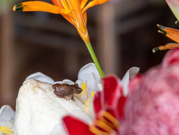 Pequeño Silbido Rana Árbol Una Flor Jengibre Antorcha Blanca — Foto de Stock