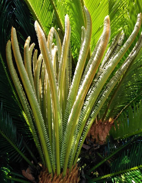 Hojas Jóvenes Palma Sago Creciendo Dominica — Foto de Stock