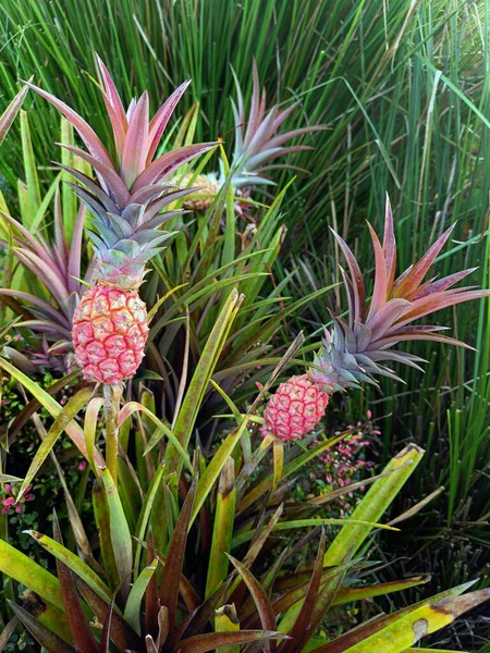 Piña Enana Decorativa Ornamental Mini Piña Creciendo Una Maceta —  Fotos de Stock