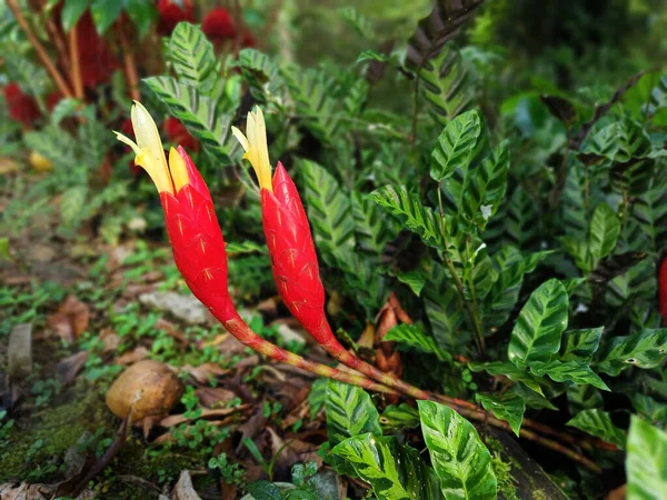ドミニカで成長している開花中のゼブラ竹の生姜 Costus Stenophyllus — ストック写真
