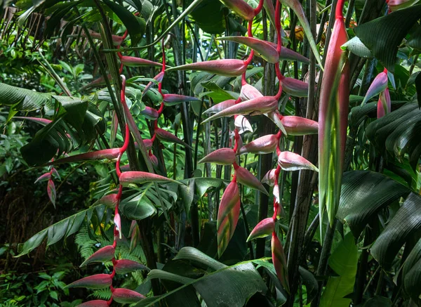 Heliconia Rosa Sexy Creciendo Dominica Flores Muy Atractivas Grandes — Foto de Stock
