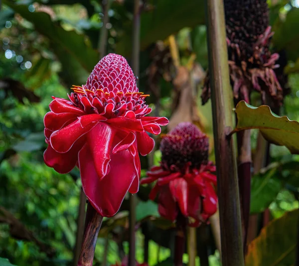 ドミニカの花に赤いトーチユリの生姜 — ストック写真