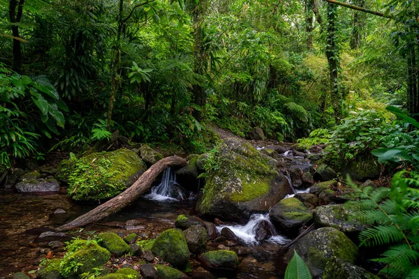 picturesque stream in tropical rain-forest of Dominica.