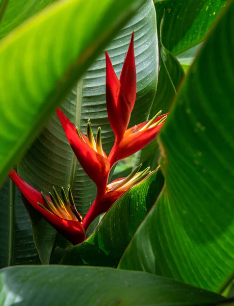 ドミニカで成長する赤いヘリコニアの花 — ストック写真