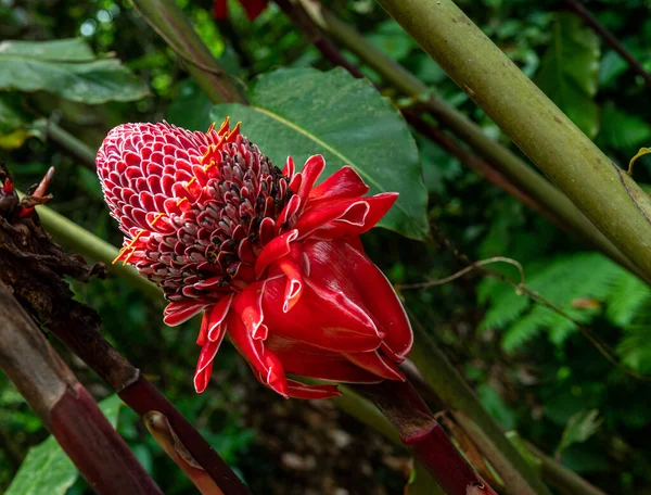 Rojo Linterna Lirio Jengibre Flor Dominica — Foto de Stock