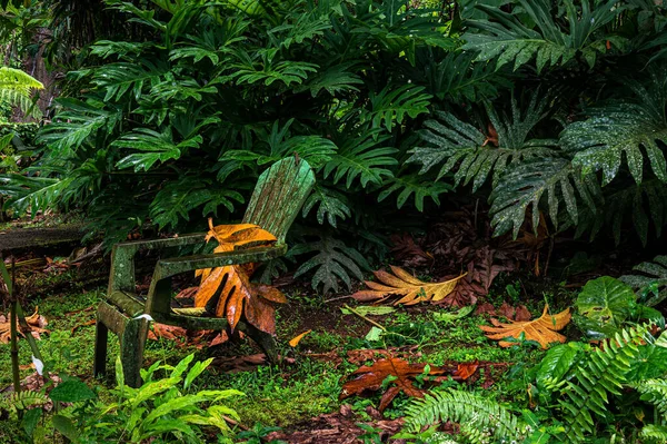 Fotel Wśród Dużych Drzew Starym Ogrodzie Papillote Dominika — Zdjęcie stockowe