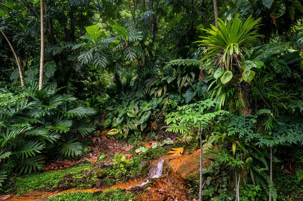 Dominica Daki Tropikal Orman Ağaçlar Arasındaki Sıcak Volkanik Akıntı — Stok fotoğraf