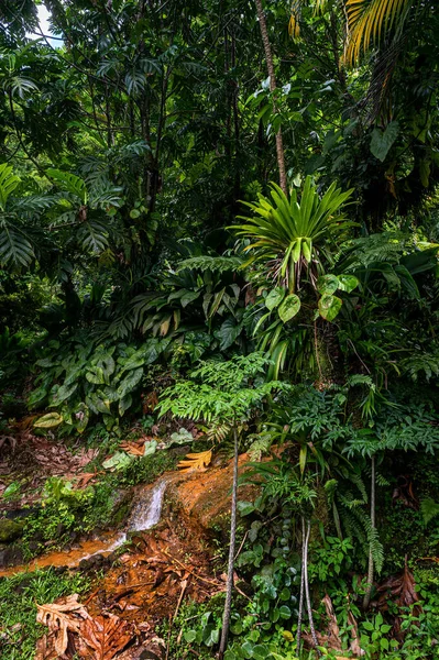Las Tropikalny Dominice Gorący Potok Wulkaniczny Między Drzewami — Zdjęcie stockowe