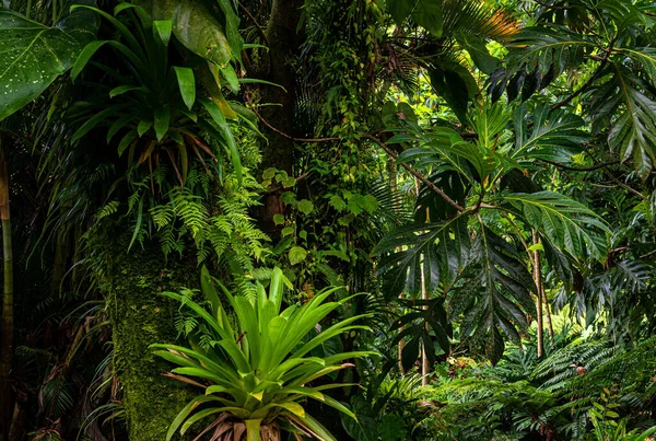 Tropical Forest Dominica — Stock Photo, Image