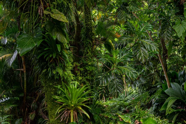 Bosque Tropical Dominica —  Fotos de Stock