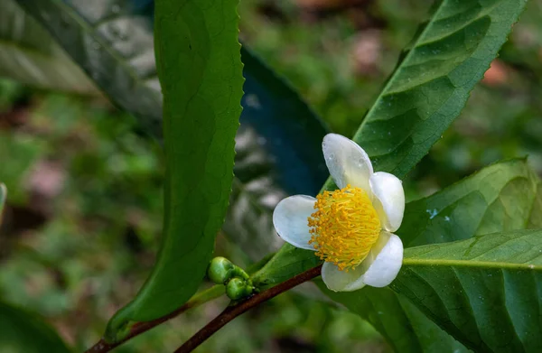 アサム茶の花と葉 ドミニカ — ストック写真