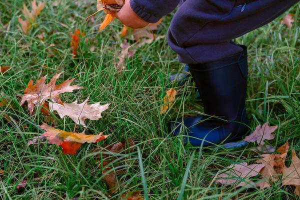Child collecting the leaves in autumn park outside, cropped photo. Fall leaf activities for children