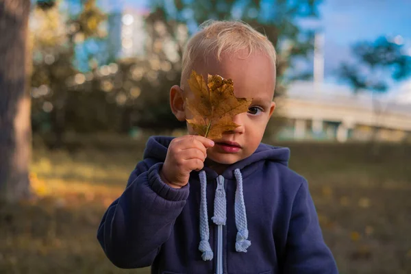 Fall activities for kids. Cute little blonde boy toddler holding yellow leaf near face while walking in autumn park, portrait of small child covering one eye with oak leaf and looking at camera