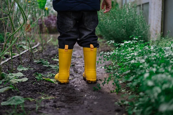 Small little boy wearing yellow rubber boots rainboots in greenhouse, exploring plants, kid walking in glasshouse, rear view. Gardening for children