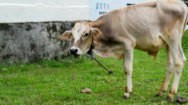 A Cow eating grass shot on the field. Cows grazing on a green meadow. A cow in a field eating grass on a summers day.