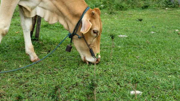 A Cow eating grass shot on the field. Cows grazing on a green meadow. A cow in a field eating grass on a summers day.